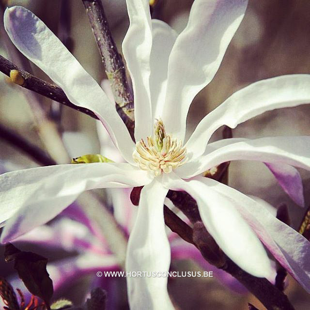 Magnolia 'Fredelies'