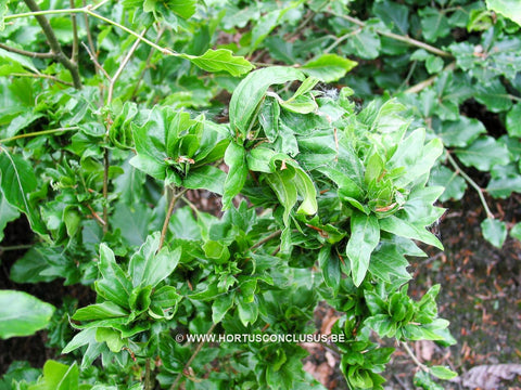 Fagus sylvatica purpurea latifolia