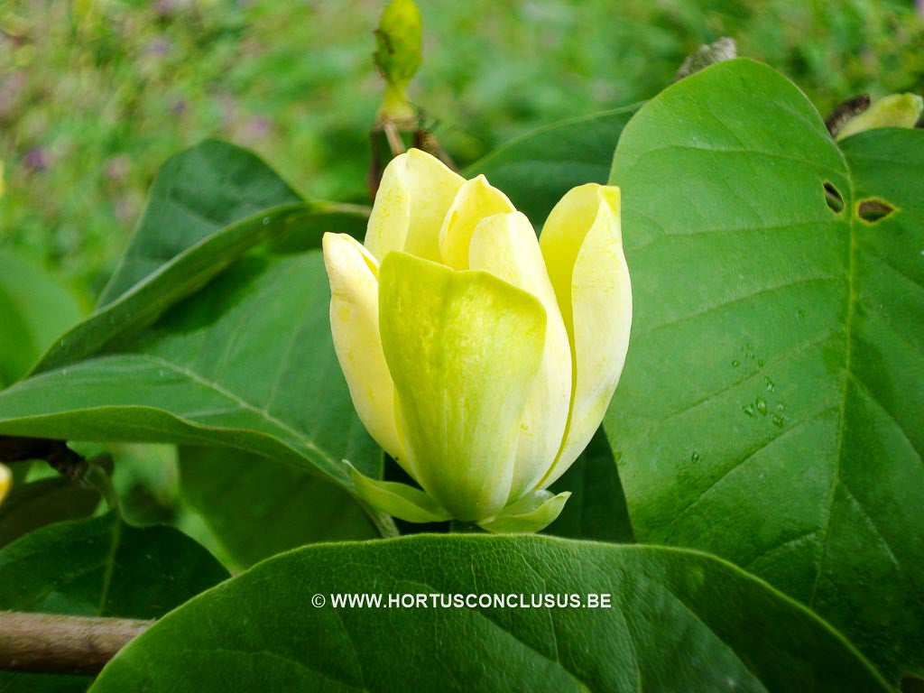 Magnolia acuminata 'Large Yellow' – Boomkwekerij Hortus Conclusus