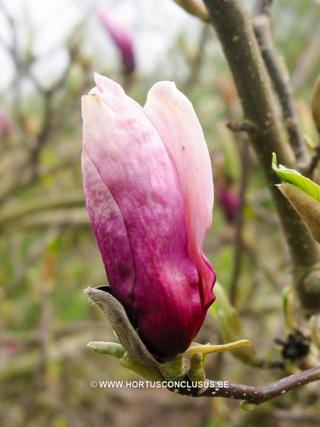 Magnolia 'Orchid' – Boomkwekerij Hortus Conclusus