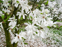 Magnolia x loebneri 'Ballerina' - Heester - Hortus Conclusus  - 7