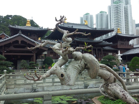 Nan Lian Garden Hong Kong - Things To Do