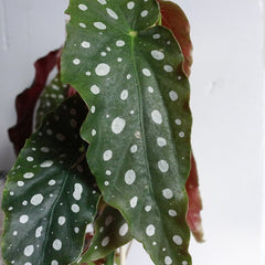 Begonia maculata 