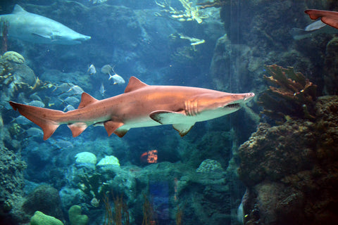 The Florida Aquarium 