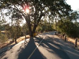 American River Bike Trail