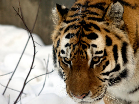 Calgary Zoo