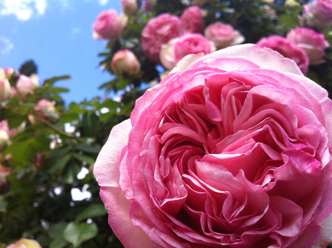 International Rose Test Garden