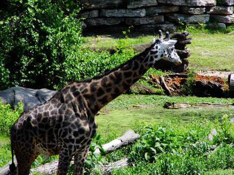 Kansas City Zoo