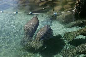 Tampa Electric’s Manatee Viewing Center