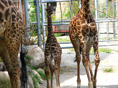 Roger Williams Park Zoo