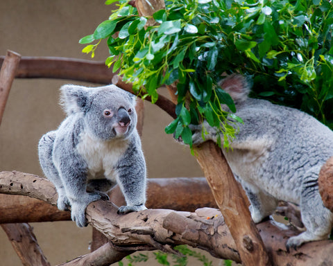 San Diego Zoo