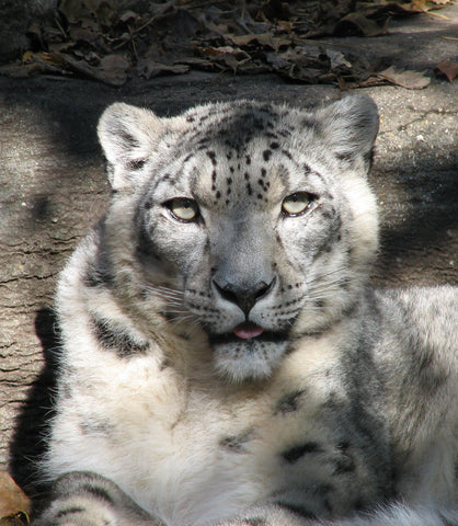 Louisville Zoo