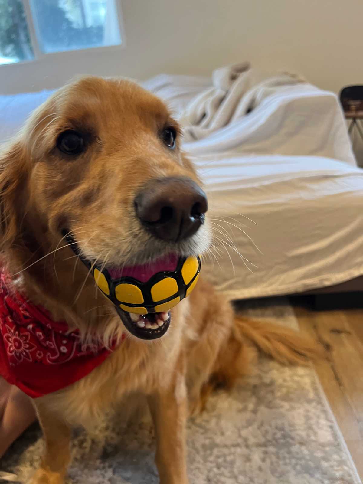 fun dog ball games