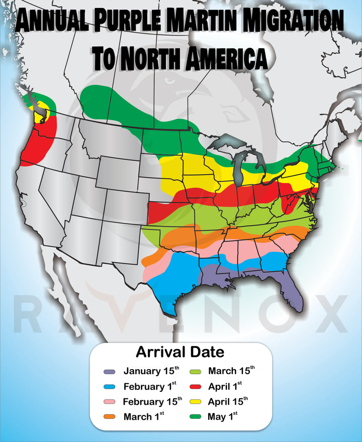 Purple Martin Arrival Map in North America Ravenox Birds