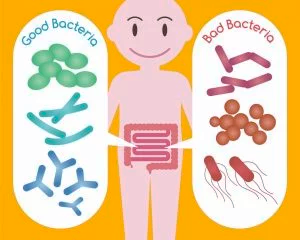 Good and Bad Gut Bacteria for MS