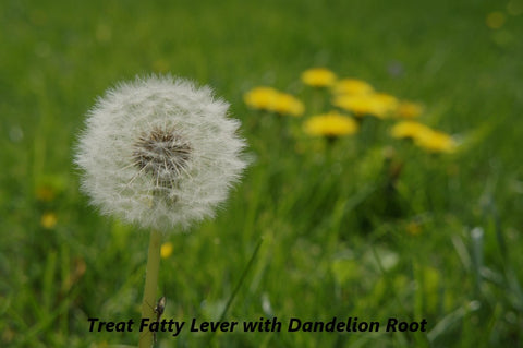 Dandelion Root for Fatty Lever, Image taken from Yandex.com