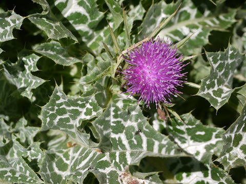 Milk Thistle Leaves, Image taken using Yandex.com