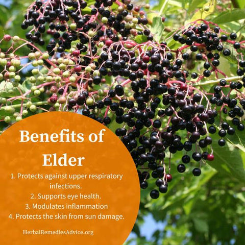 Elderflower & Berries Benefits, Image taken using Yandex.com