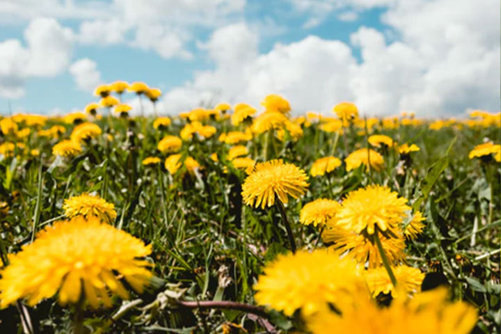 A field of dandelions on a bright sunny day