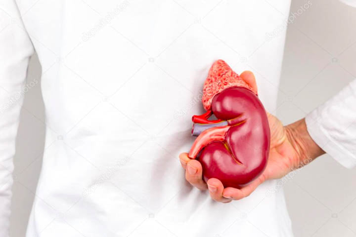 A man holding a plastic model of a kidney behind his back