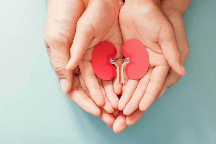 A small paper replica of kidneys in a child's hands on top of an adults hands