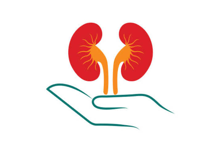 An illustration of the kidneys