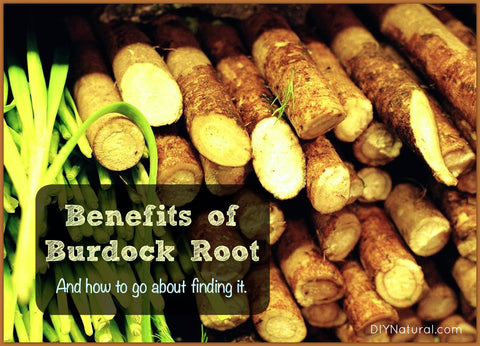 Burdock Root Benefits, Image taken using Yandex.com