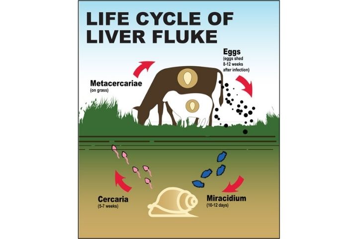 Critical stages of Liver Fluke