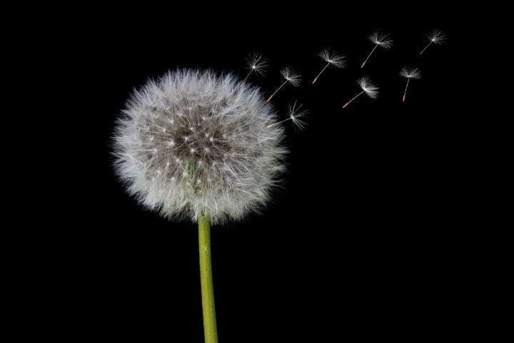 Dandelion