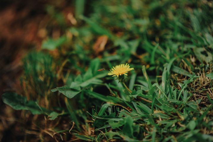 Dandelion