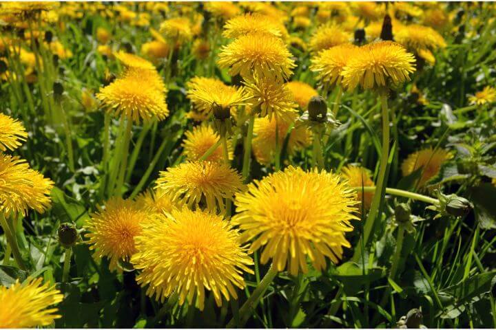 Dandelion flowers