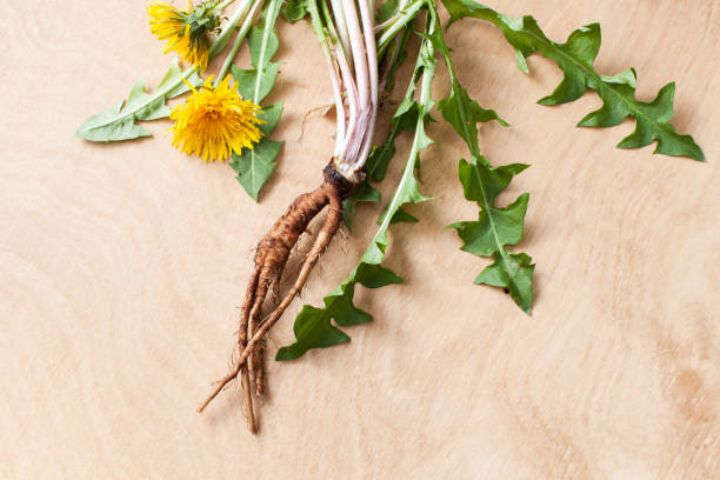 Dandelion root