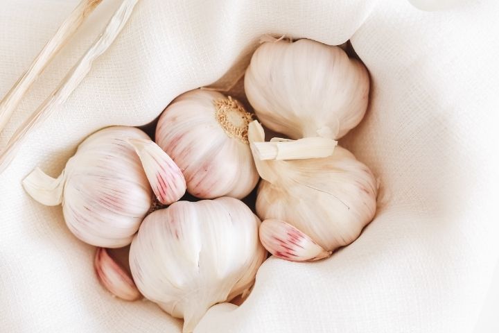 Garlic