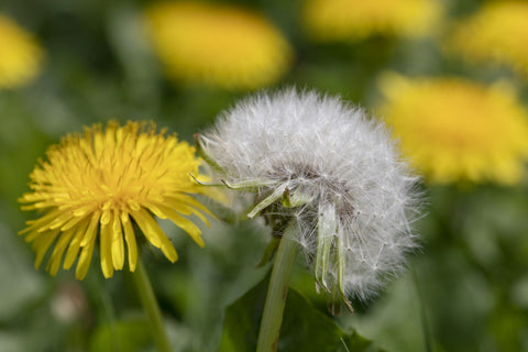 Dandelion, Image taken from Southern Living