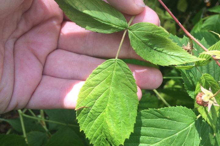 Red raspberry leaves