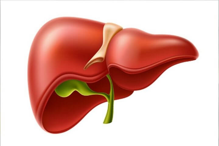 Vector Image of a liver