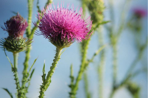 Milk Thistle Tea