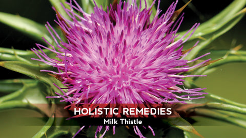 Milk Thistle Health Benefits, image taken using Yandex.com