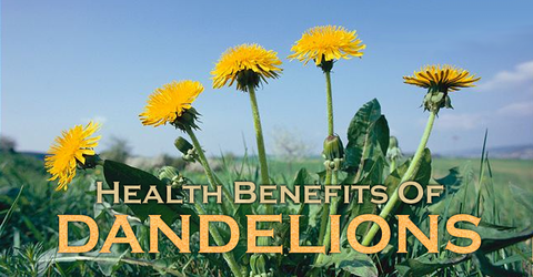 Dandelion Root Tea Health Benefits, image taken using Yandex.com