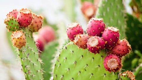 Prickly Pear, Image taken using Yandex.com