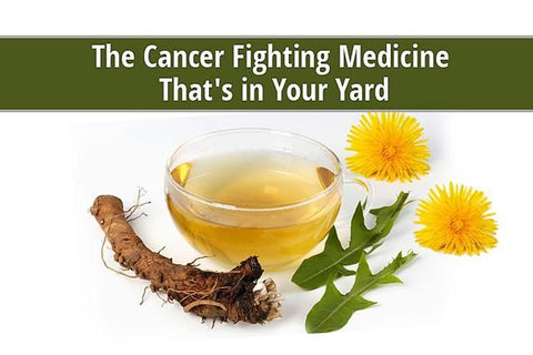 Dandelion Root to Treat Cancer, Image taken using Yandex.com