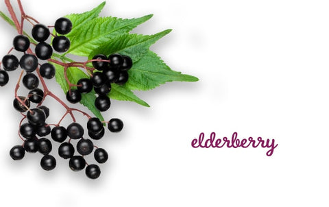 Elderberry, Image taken from Yandex.com