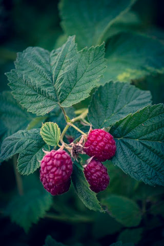 How to Make Fresh Red Raspberry Leaf Tea?