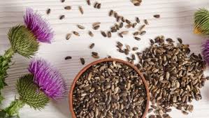 Milk Thistle Seeds, Image taken using Yandex.com