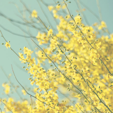 yellow flowers