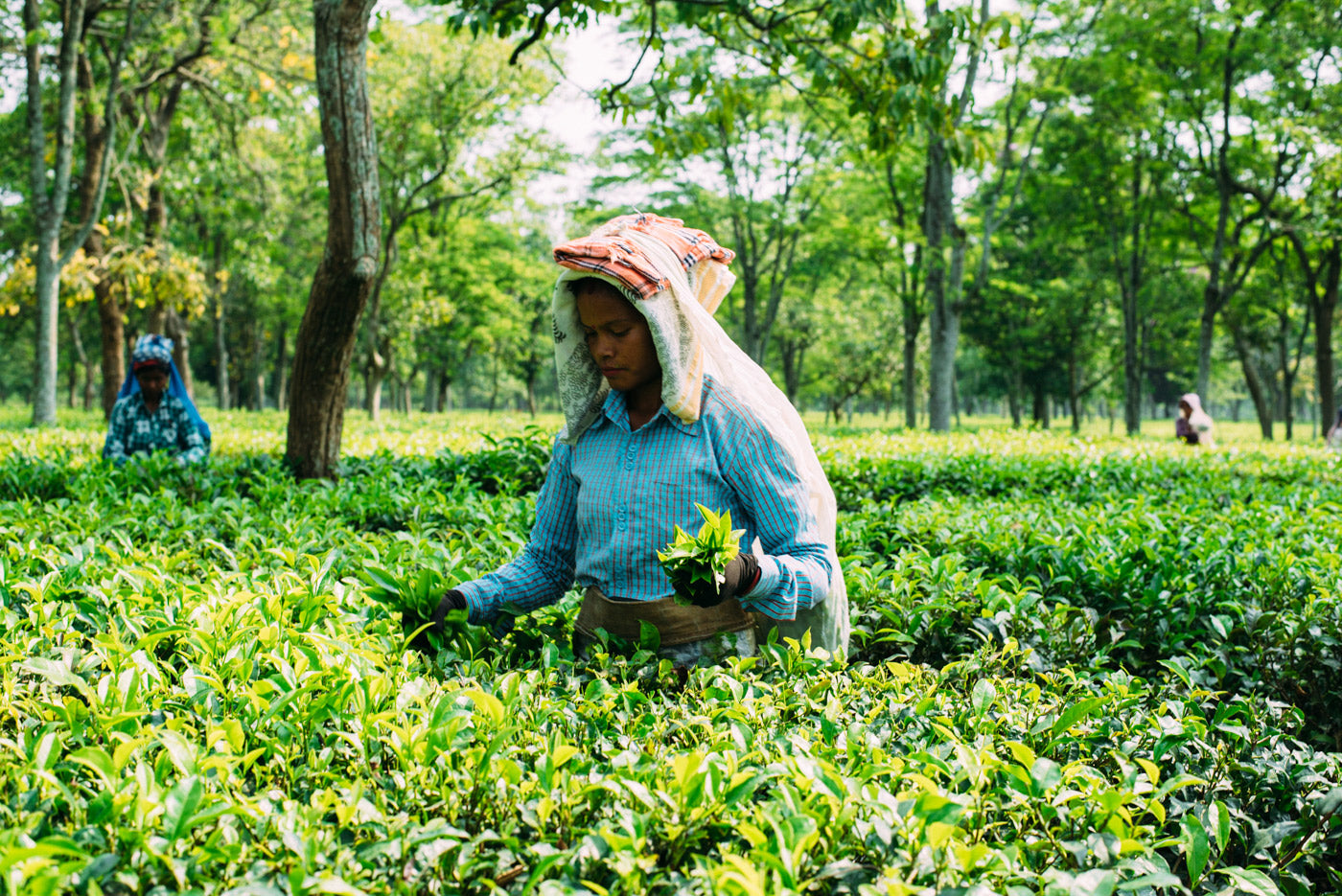 Tea estate worker plucking green leaves for loose leaf tea