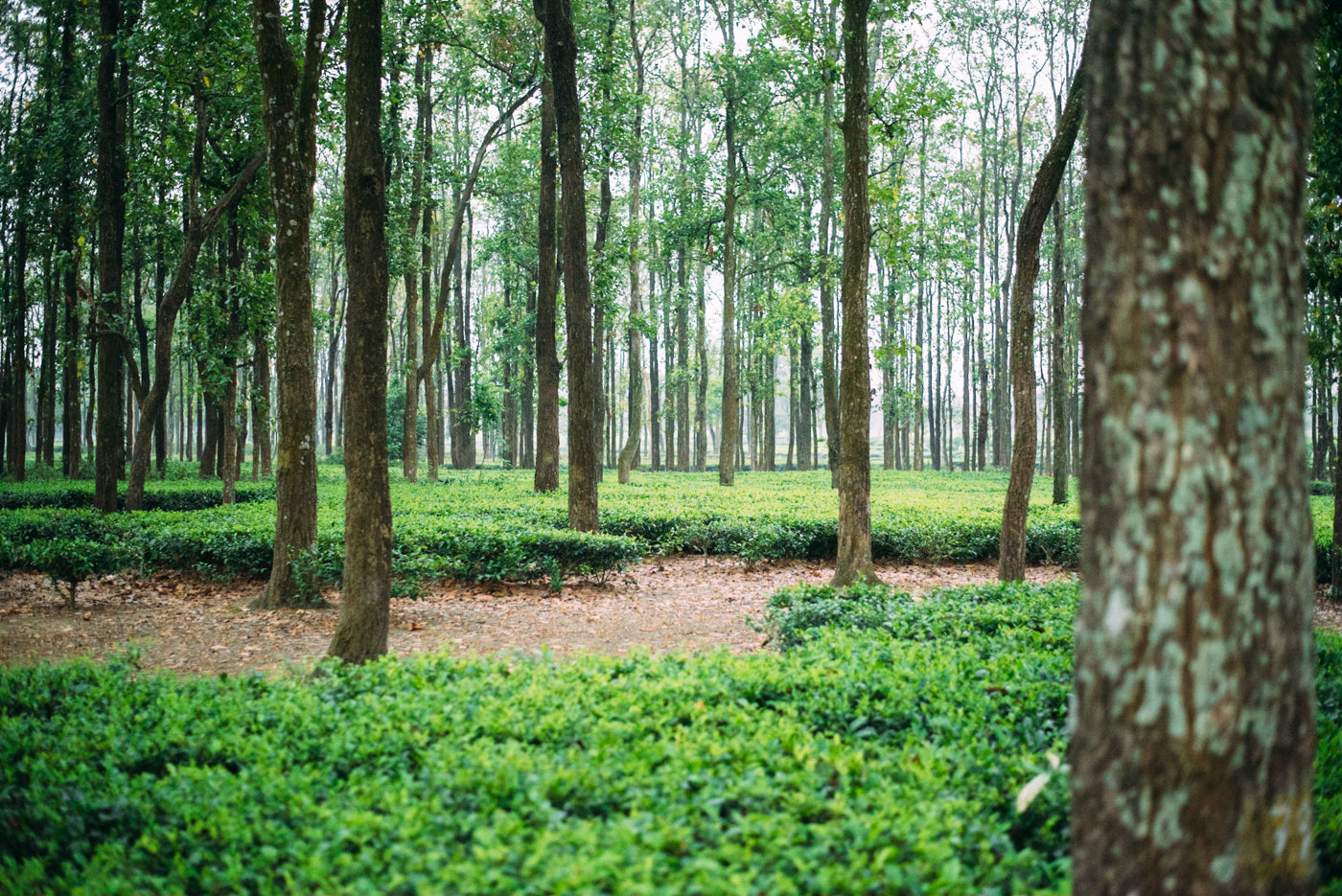 Tea growing under shade trees for over 100 years