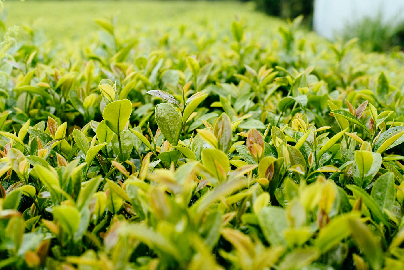 Japanese Organic Green Tea