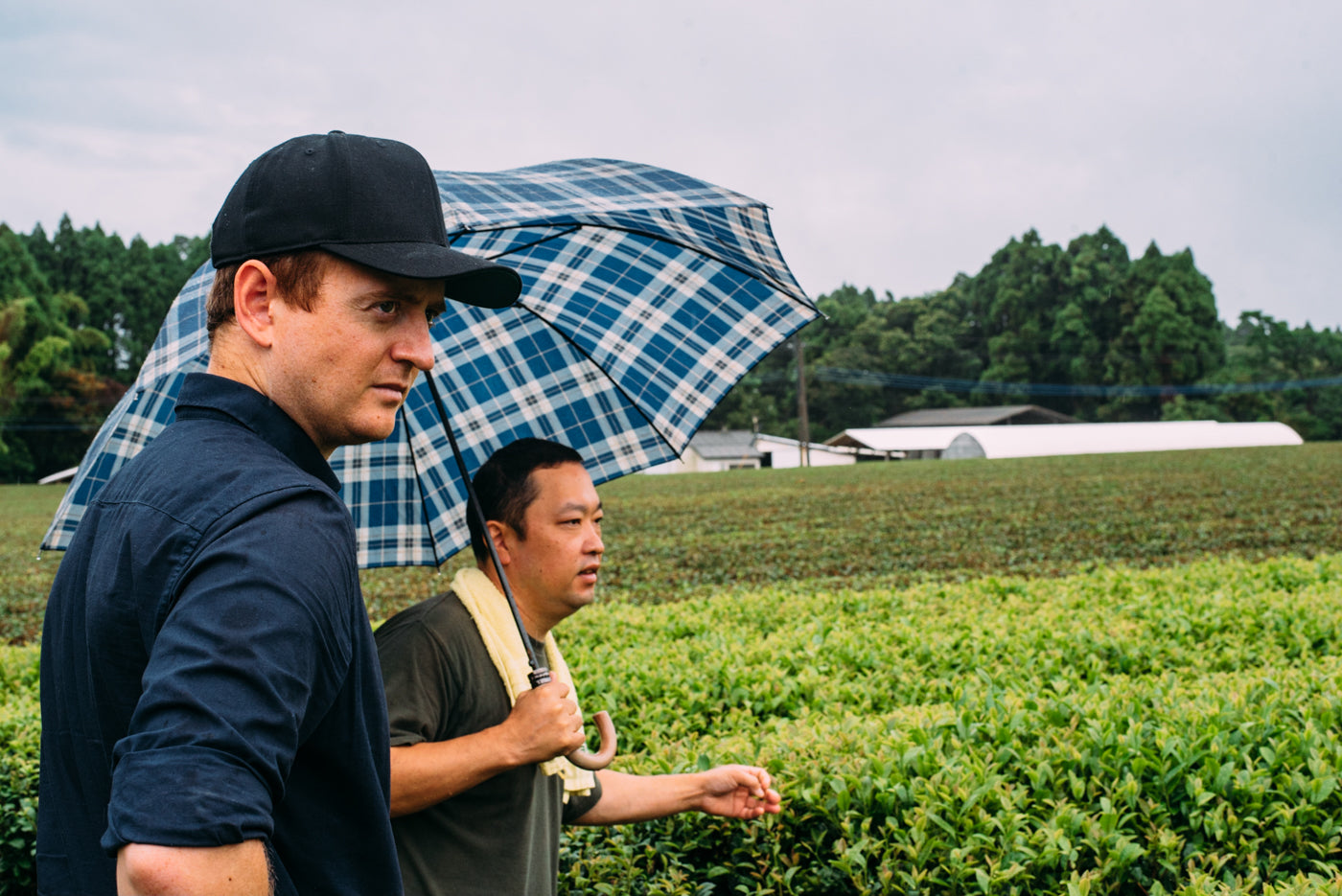 Standing in organic tea farm while raining