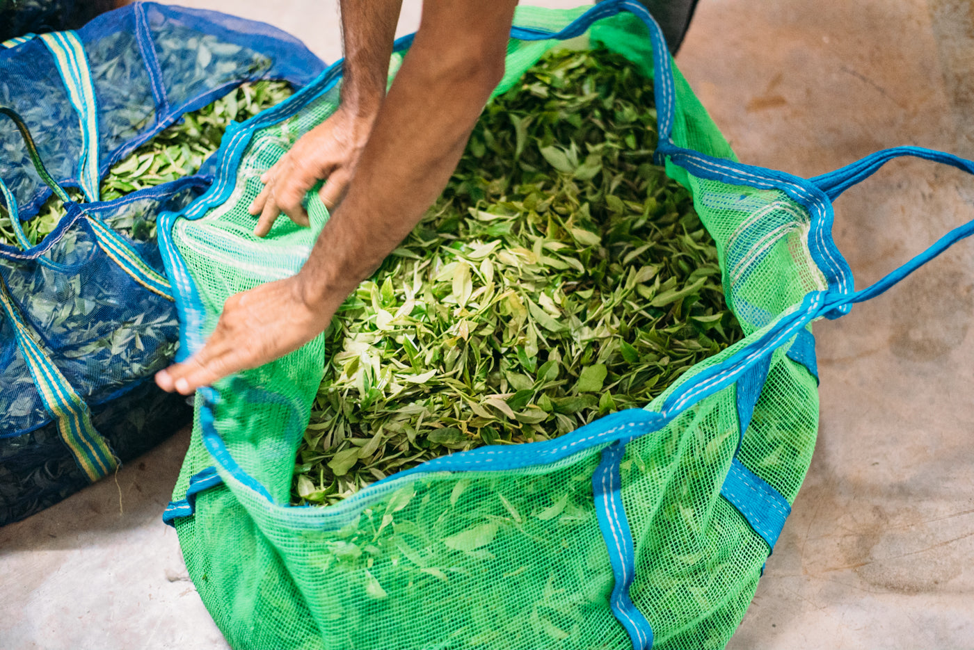 Green leaf after plucking at Lakyrsiew